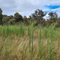 Erigeron sumatrensis (Tall Fleabane) at Mount Mugga Mugga - 9 Mar 2022 by Mike