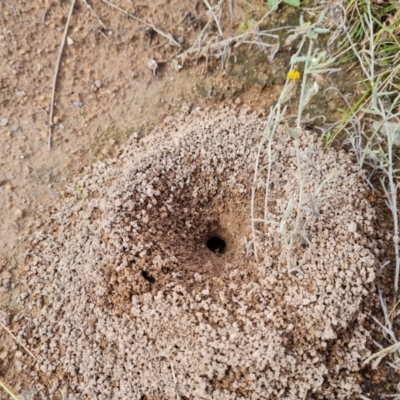 Camponotus consobrinus (Banded sugar ant) at O'Malley, ACT - 8 Mar 2022 by Mike
