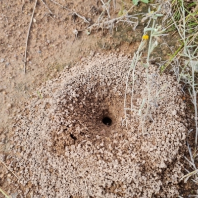 Camponotus consobrinus (Banded sugar ant) at Mount Mugga Mugga - 9 Mar 2022 by Mike