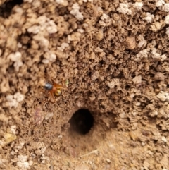 Camponotus consobrinus at O'Malley, ACT - 9 Mar 2022 09:39 AM