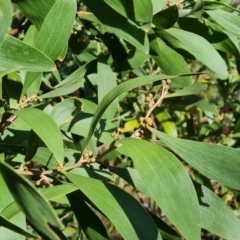 Acacia melanoxylon (Blackwood) at O'Malley, ACT - 9 Mar 2022 by Mike