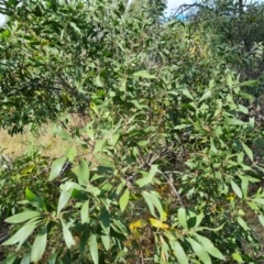 Acacia melanoxylon at O'Malley, ACT - 9 Mar 2022 09:21 AM