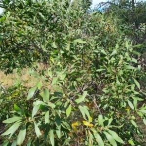 Acacia melanoxylon at O'Malley, ACT - 9 Mar 2022