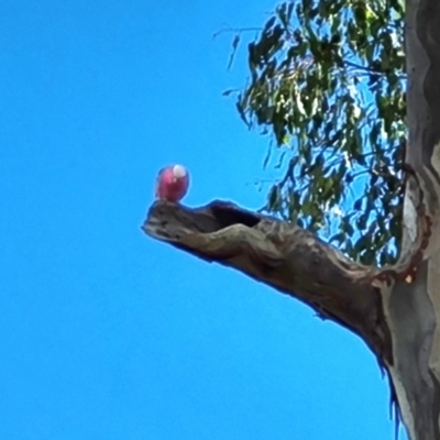 Eolophus roseicapilla (Galah) at Mount Mugga Mugga - 9 Mar 2022 by Mike