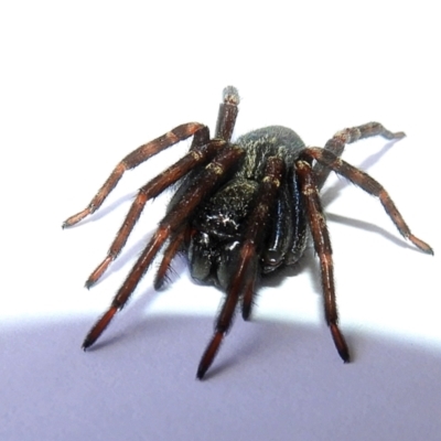 Badumna insignis (Black House Spider) at Crooked Corner, NSW - 8 Feb 2022 by Milly