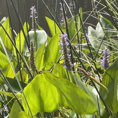 Pontederia cordata (Pickerel Weed) at Sullivans Creek, O'Connor - 9 Mar 2022 by JaneR