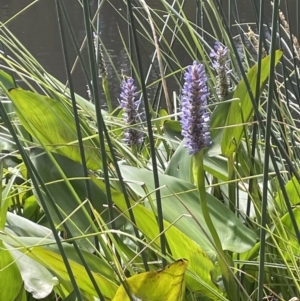 Pontederia cordata at O'Connor, ACT - 9 Mar 2022 11:32 AM