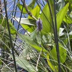 Pontederia cordata at O'Connor, ACT - 9 Mar 2022 11:32 AM