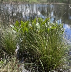 Pontederia cordata at O'Connor, ACT - 9 Mar 2022 11:32 AM