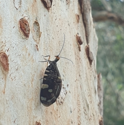 Porismus strigatus (Pied Lacewing) at Turner, ACT - 9 Mar 2022 by LD12