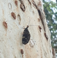 Porismus strigatus at Turner, ACT - 9 Mar 2022 12:41 PM