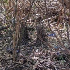 Ptilonorhynchus violaceus (Satin Bowerbird) at Thurgoona, NSW - 3 Mar 2022 by Darcy