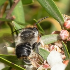 Megachile (Eutricharaea) maculariformis (Gold-tipped leafcutter bee) at Acton, ACT - 9 Mar 2022 by Roger