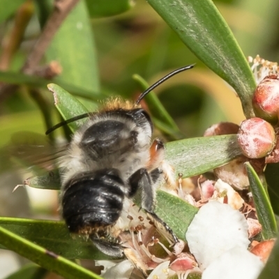 Megachile (Eutricharaea) maculariformis (Gold-tipped leafcutter bee) at Acton, ACT - 9 Mar 2022 by Roger