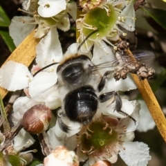 Megachile (Eutricharaea) maculariformis at Acton, ACT - 9 Mar 2022 11:07 AM