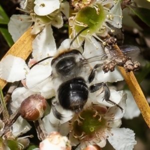 Megachile (Eutricharaea) maculariformis at Acton, ACT - 9 Mar 2022 11:07 AM