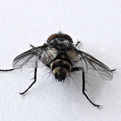 Tachinidae (family) at Crooked Corner, NSW - 9 Mar 2022 01:17 PM