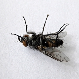 Tachinidae (family) at Crooked Corner, NSW - 9 Mar 2022 01:17 PM