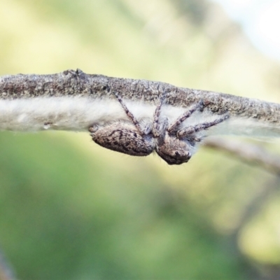 Cytaea severa (Severe Cytaea) at Cook, ACT - 3 Dec 2021 by CathB