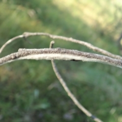 Cytaea severa at Cook, ACT - 3 Dec 2021