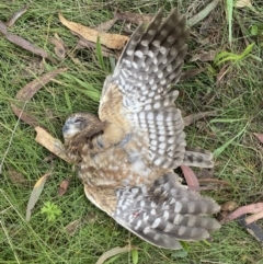 Ninox boobook at Googong, NSW - 9 Mar 2022