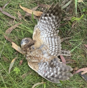 Ninox boobook at Googong, NSW - 9 Mar 2022