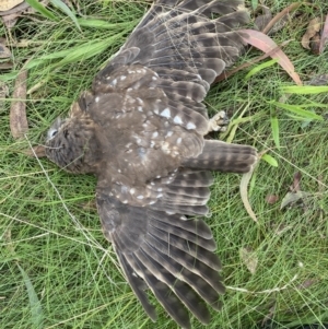 Ninox boobook at Googong, NSW - 9 Mar 2022