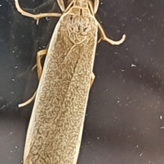 Scoliacma nana (Diminutive Footman) at Gundaroo, NSW - 9 Mar 2022 by Gunyijan