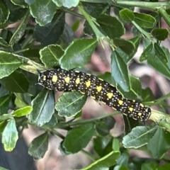 Papilio anactus (Dainty Swallowtail) at Kaleen, ACT - 9 Mar 2022 by Wendyp5