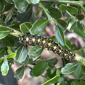 Papilio anactus at Kaleen, ACT - 9 Mar 2022