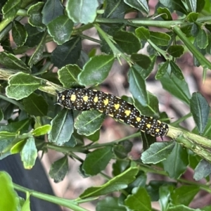 Papilio anactus at Kaleen, ACT - 9 Mar 2022 04:24 PM