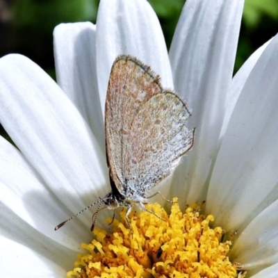 Zizina otis (Common Grass-Blue) at Crooked Corner, NSW - 19 Feb 2022 by Milly