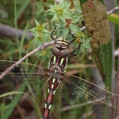 Austroaeschna pulchra (Forest Darner) at Tidbinbilla Nature Reserve - 9 Mar 2022 by AnneG1