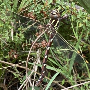 Austroaeschna pulchra at Paddys River, ACT - 9 Mar 2022