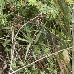 Austroaeschna pulchra at Paddys River, ACT - 9 Mar 2022