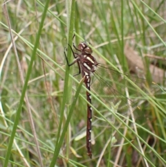 Austroaeschna pulchra (Forest Darner) at Tidbinbilla Nature Reserve - 9 Mar 2022 by AnneG1