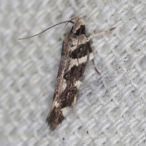 Macrobathra baliomitra at O'Connor, ACT - 3 Mar 2022 10:03 PM