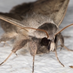 Pantydia sparsa (Noctuid Moth) at Melba, ACT - 7 Jan 2022 by kasiaaus