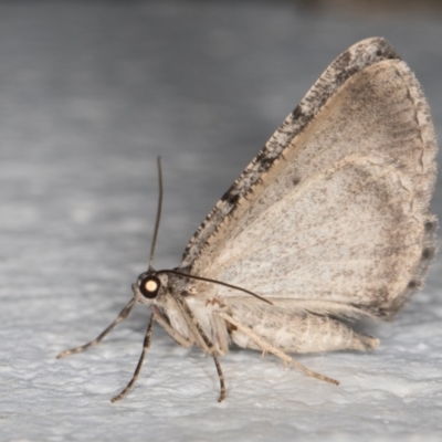 Psilosticha absorpta (Fine-waved Bark Moth) at Melba, ACT - 7 Jan 2022 by kasiaaus