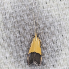 Crocanthes micradelpha (A longhorned moth) at O'Connor, ACT - 3 Mar 2022 by ibaird