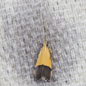 Crocanthes micradelpha at O'Connor, ACT - 3 Mar 2022