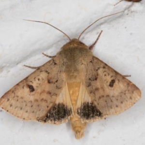 Helicoverpa punctigera at Melba, ACT - 7 Jan 2022