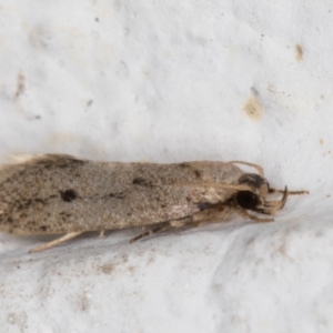 Oecophoridae (family) at Melba, ACT - 7 Jan 2022 12:33 AM