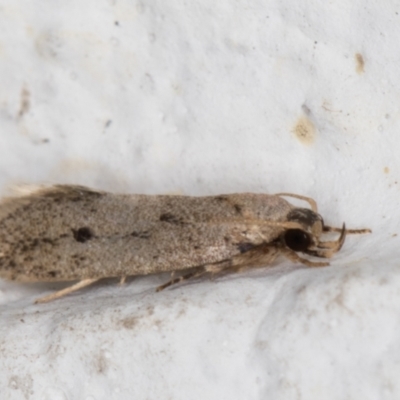 Oecophoridae (family) (Unidentified Oecophorid concealer moth) at Melba, ACT - 6 Jan 2022 by kasiaaus