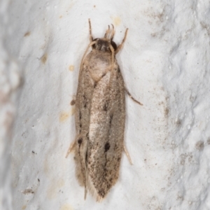 Oecophoridae (family) at Melba, ACT - 7 Jan 2022