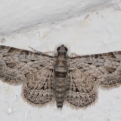 Chloroclystis insigillata (Chloroclystis insigillata) at Melba, ACT - 6 Jan 2022 by kasiaaus