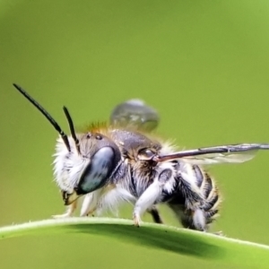 Pseudoanthidium (Immanthidium) repetitum at Page, ACT - suppressed