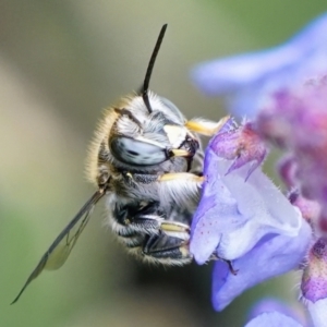 Pseudoanthidium (Immanthidium) repetitum at Page, ACT - suppressed