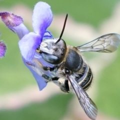 Pseudoanthidium (Immanthidium) repetitum at Page, ACT - suppressed