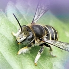 Pseudoanthidium (Immanthidium) repetitum at Page, ACT - suppressed